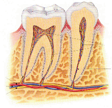 que-es-periodontitis-clinica-velazquez-madrid